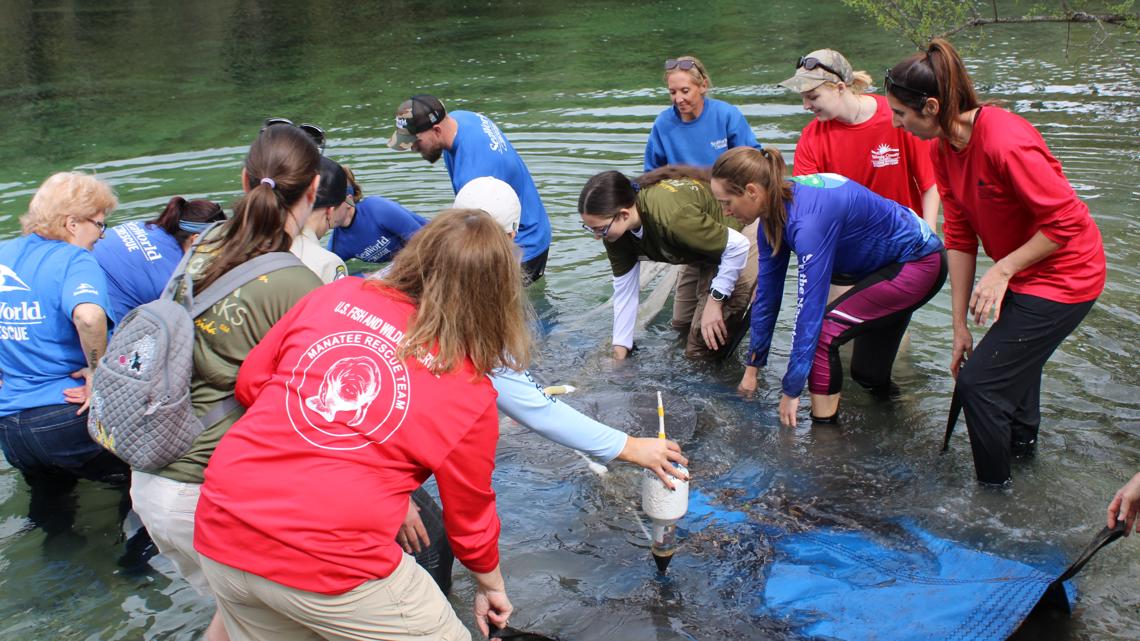 7 rehabilitated manatees from Columbus Zoo released to Florida waters