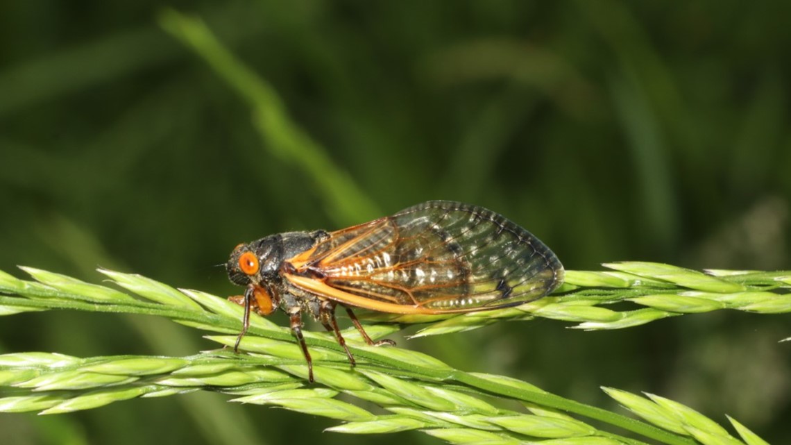 Are cicadas safe for your pet to eat? An entomologist weighs in - Vimarsana News