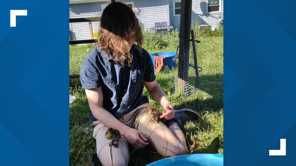 Delaware teen called 'duck dad' after taking care of 4 ducks - Vimarsana News