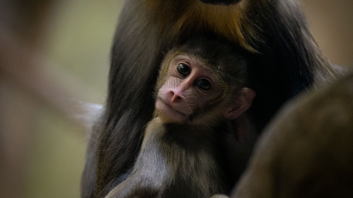 New baby mandrill born earlier this month at Columbus Zoo and Aquarium