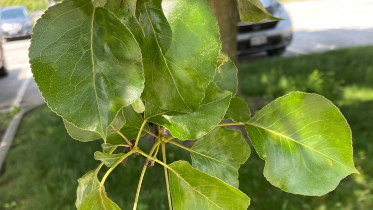 Callery Pear Invasive Ohio prohibits planting, selling of invasive Callery pear | 10tv.com