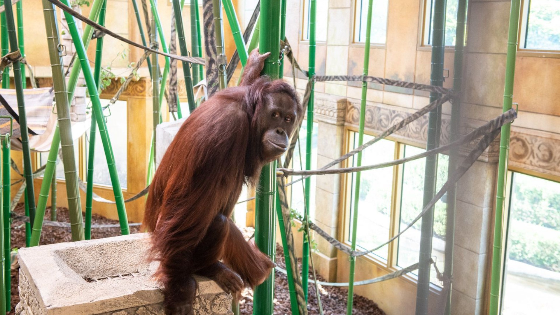 Indoor orangutan habitat opens at Columbus Zoo | 10tv.com