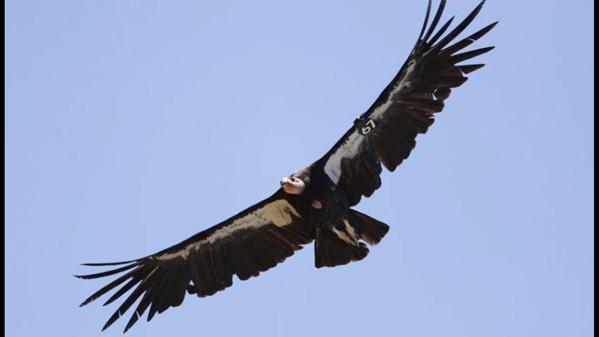 Reward offered in shooting death of endangered California condor | 10tv.com