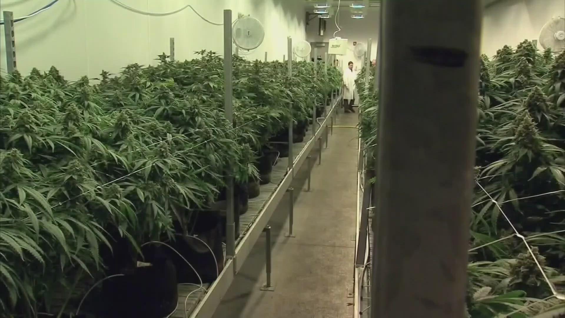 10TV's Lacey Crisp spoke with owners at some local dispensaries as they make preparations for recreational sales.