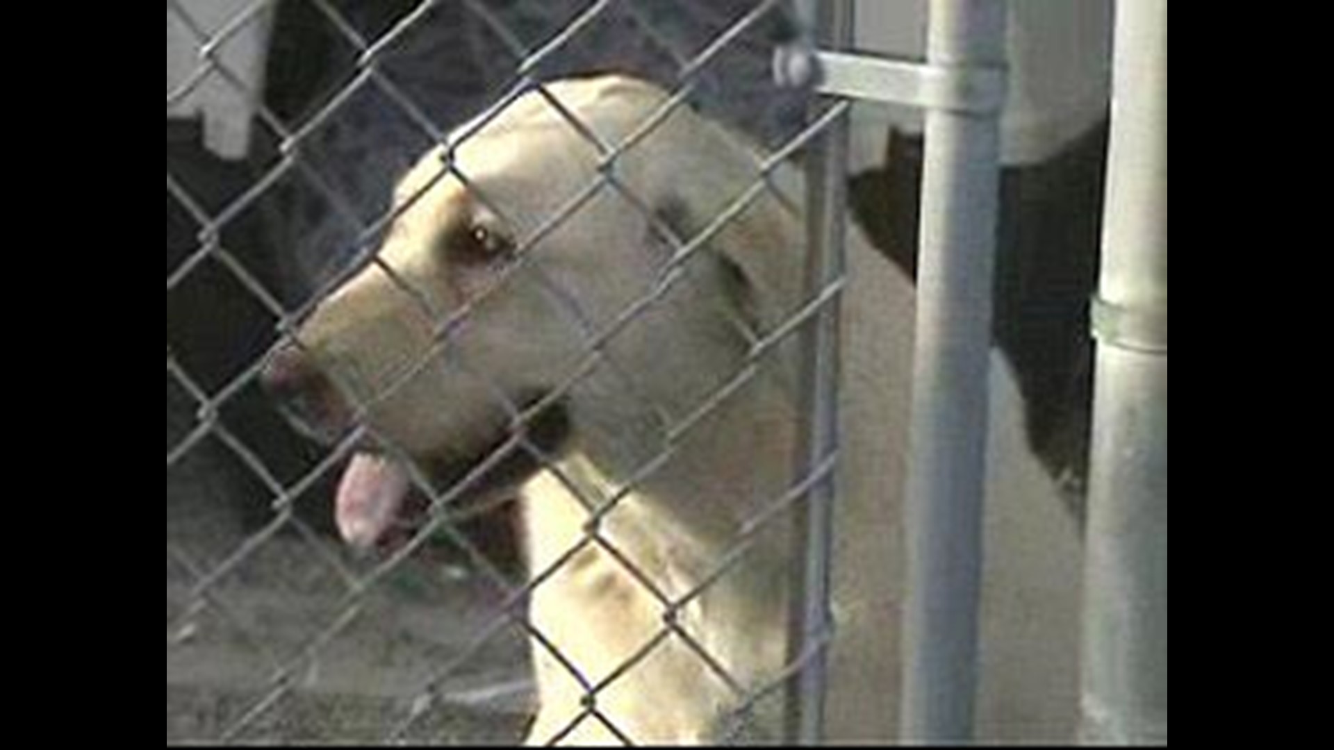 County Dog Shelter Says It Desperately Needs Funds | 10tv.com