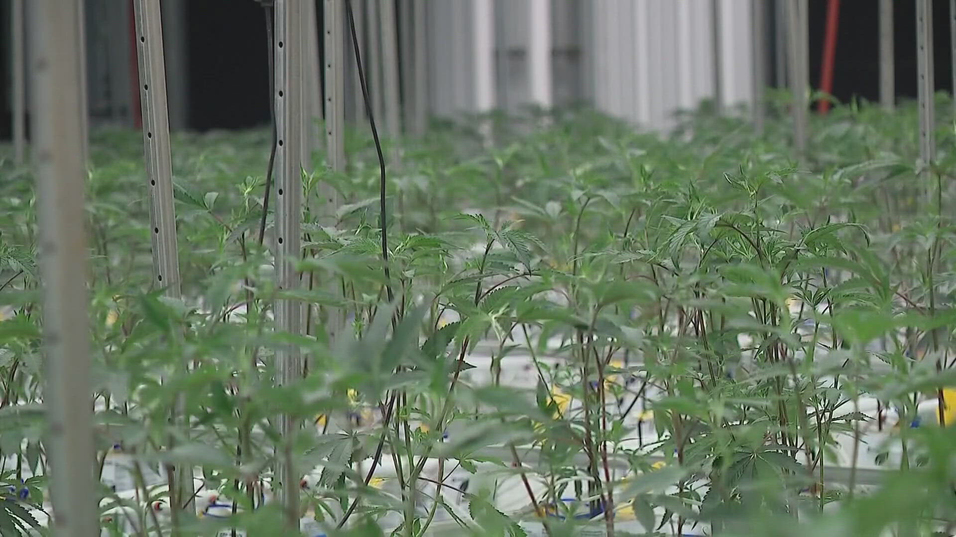 Ohio businesses can start applying for recreational marijuana licenses starting on Friday.