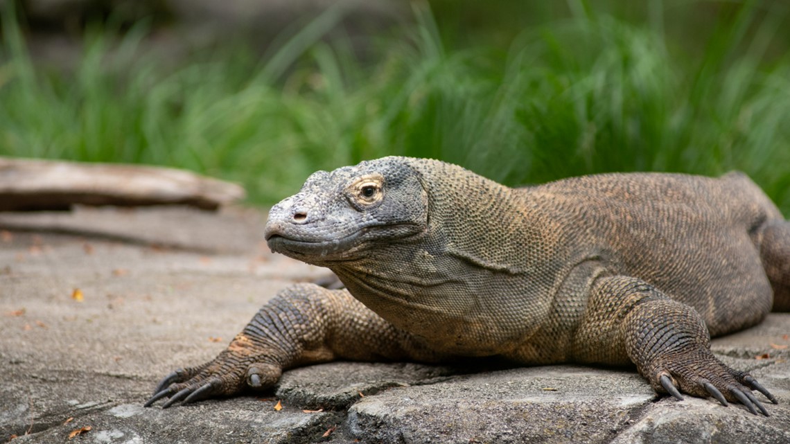 Komodo Dragon