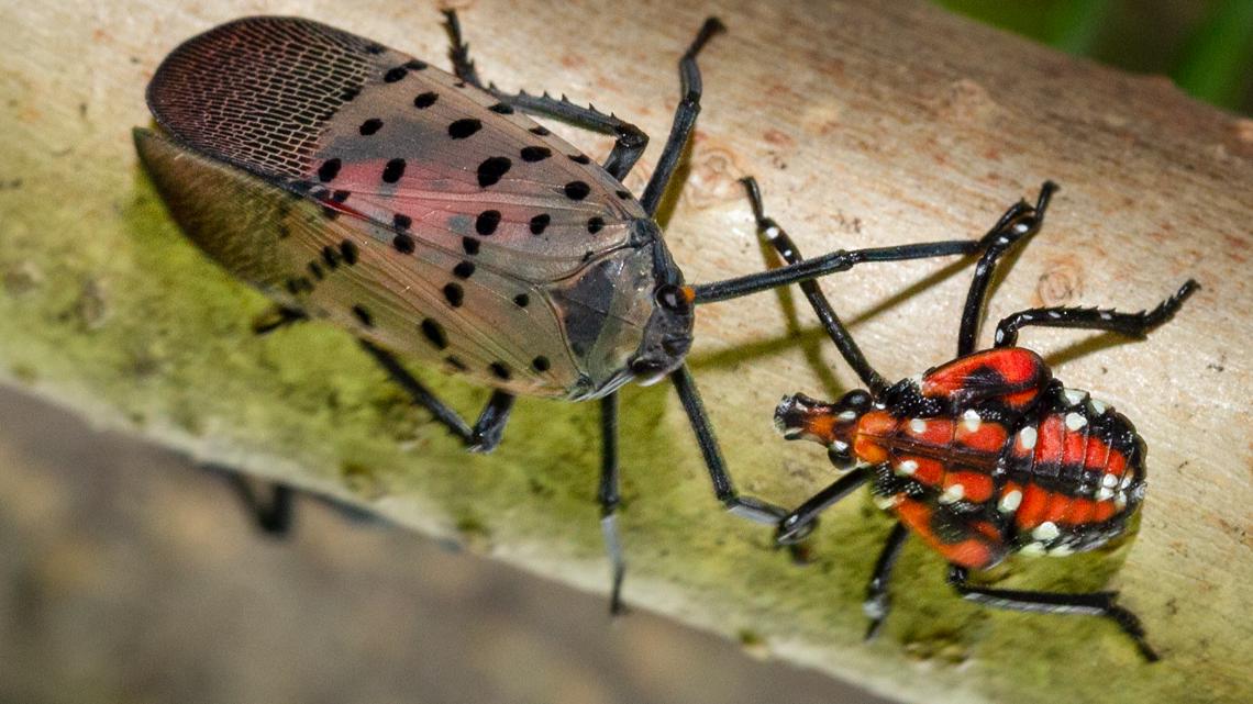 Large Flying Insects Ohio Spotten lanternflies swarming Columbus, Ohio | 10tv.com