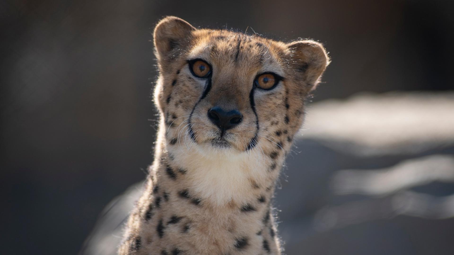 Honda is suspending production on one shift at Marysville plant | 10tv.com