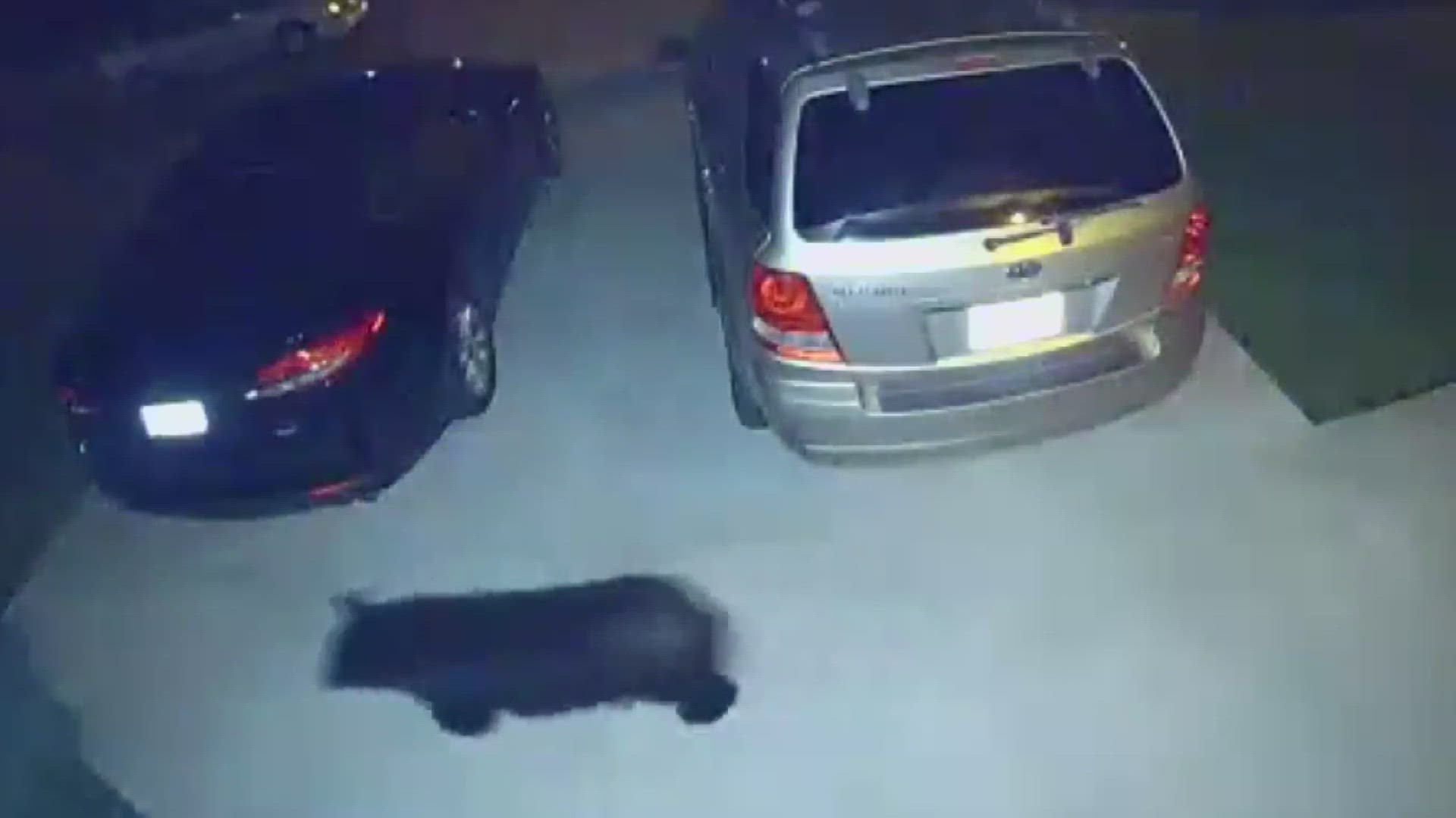 The black bear was captured on a Ring video camera at a residence near Three Creeks Metro Park just after midnight on June 24.