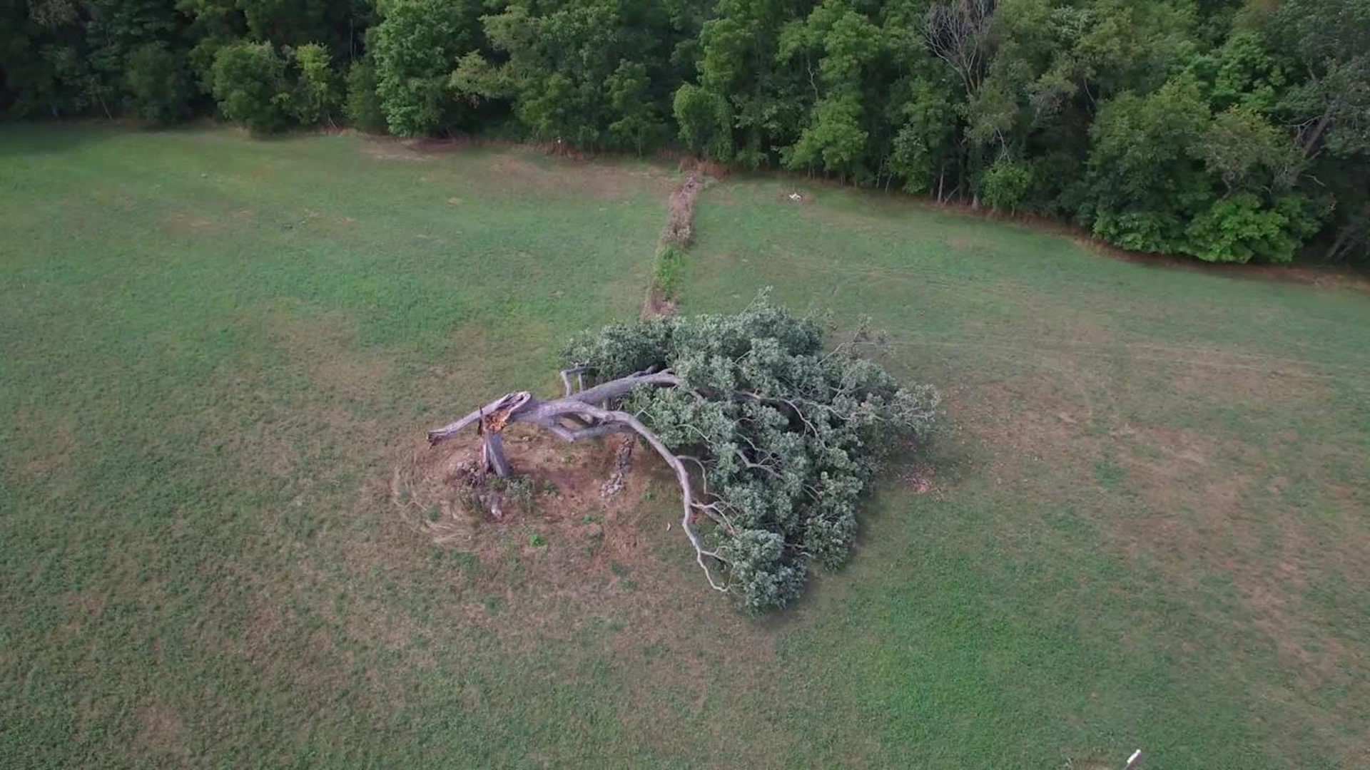 Shawshank Tree Aerial Footage