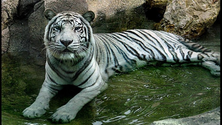 The Cincinnati Zoo's last white tiger, Popsy, dies at 22 | 10tv.com