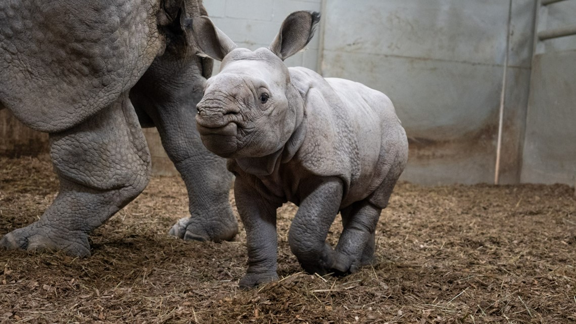 2nd greater one-horned rhino calf born at The Wilds in November | 10tv.com