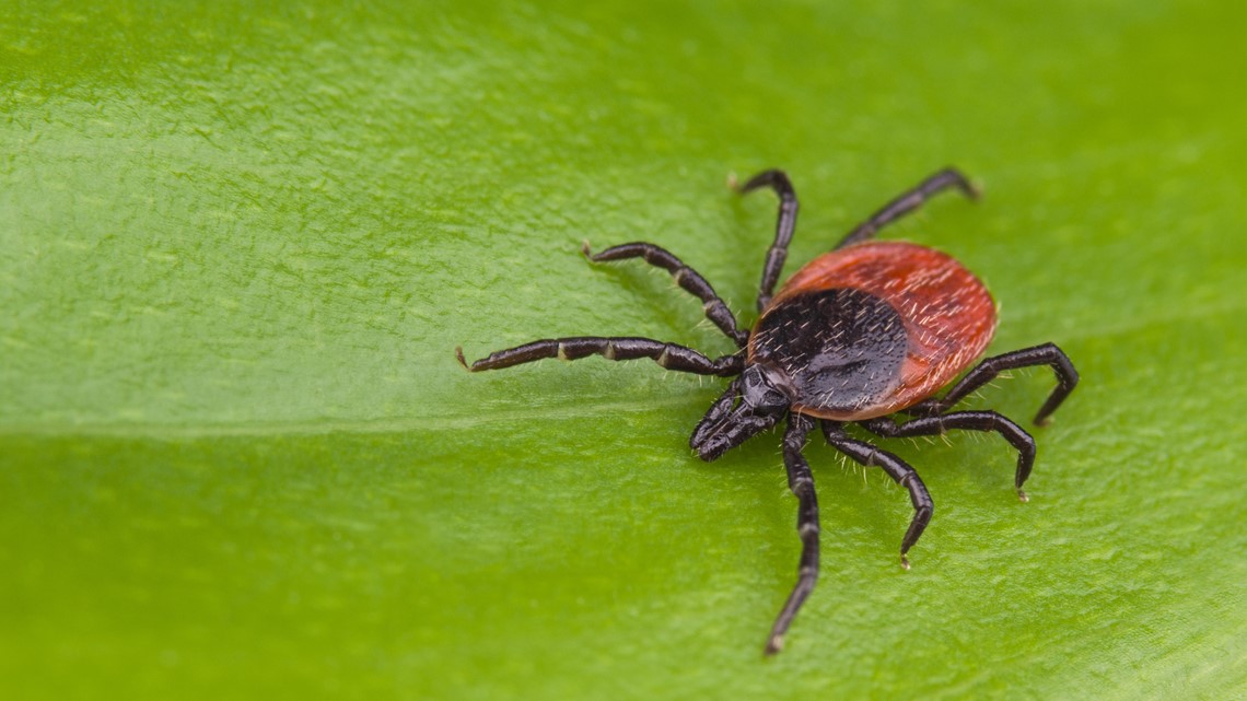 Record number of Lyme disease cases in Ohio in 2021 - Vimarsana News