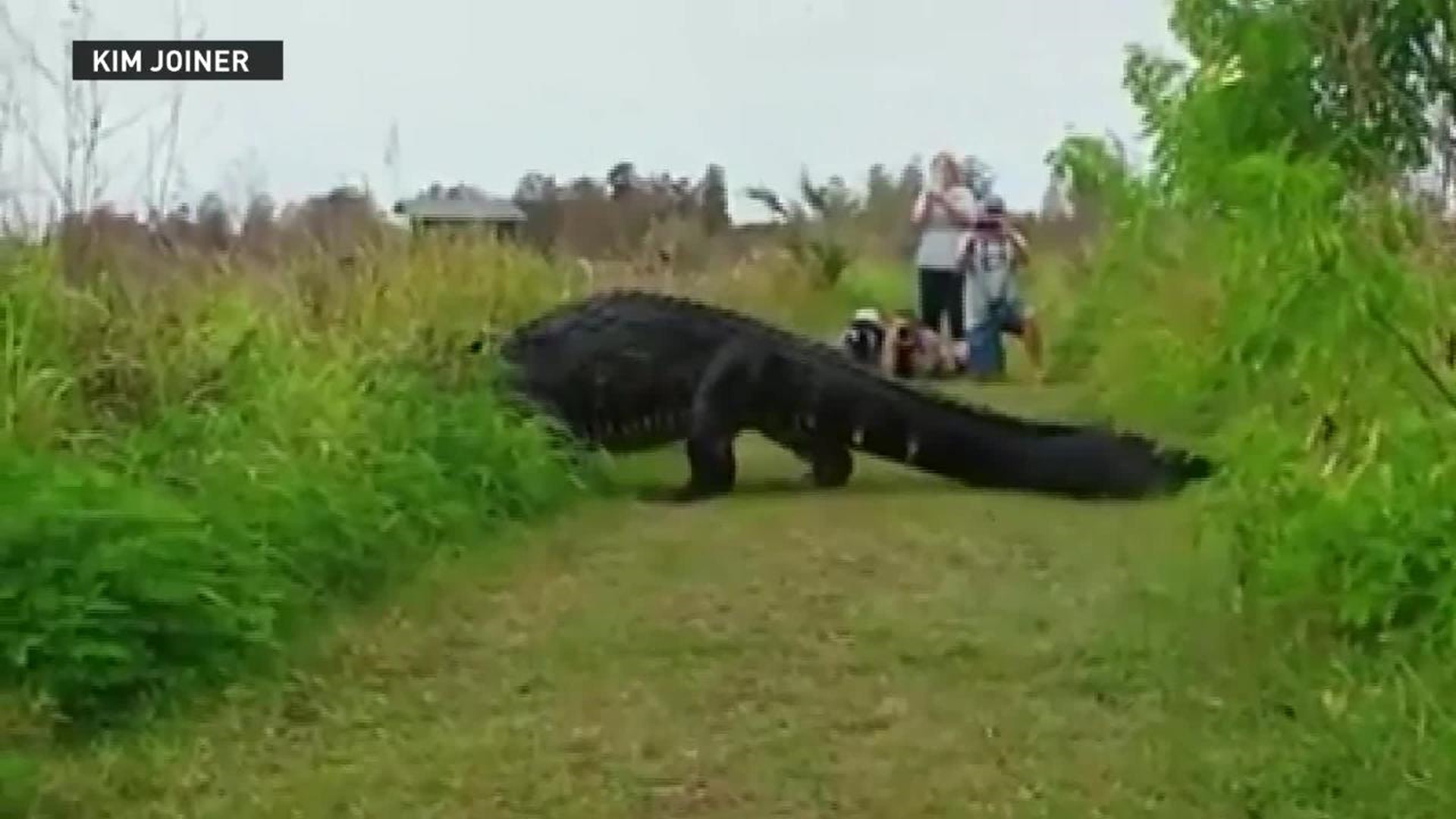 Massive alligator spotted at Florida preserve