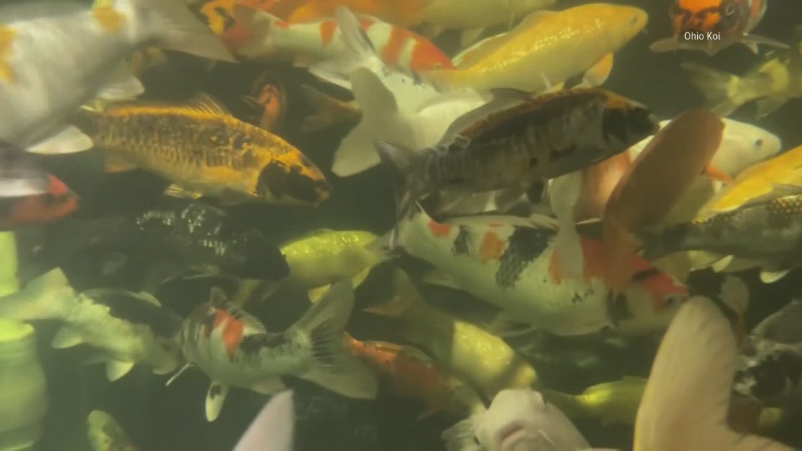 Ohio Koi unveils new retail greenhouse in Sunbury