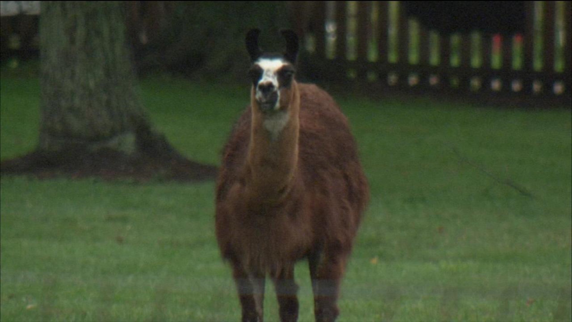 Friends Remember Woman Who Died After Being Struck By Pet Llama