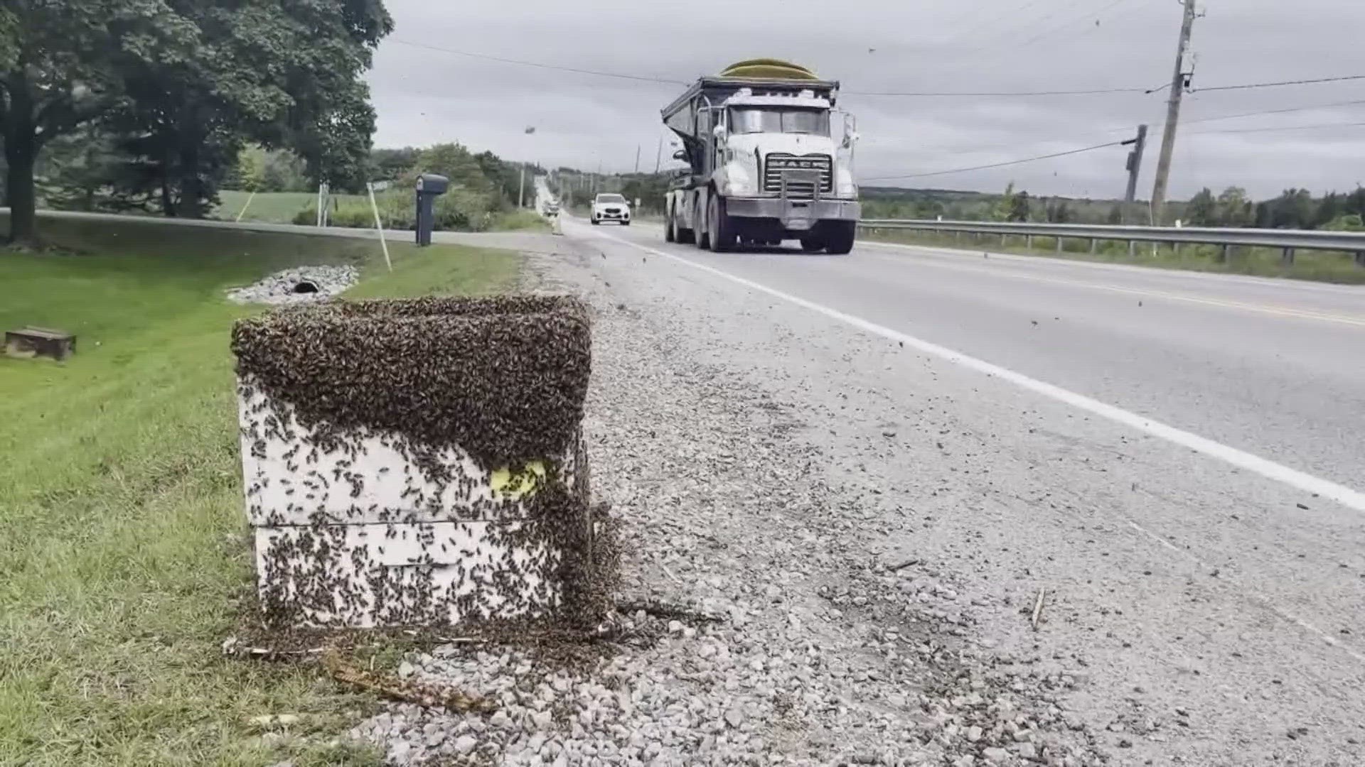 Several beekeepers showed up to help collect the bees safely.