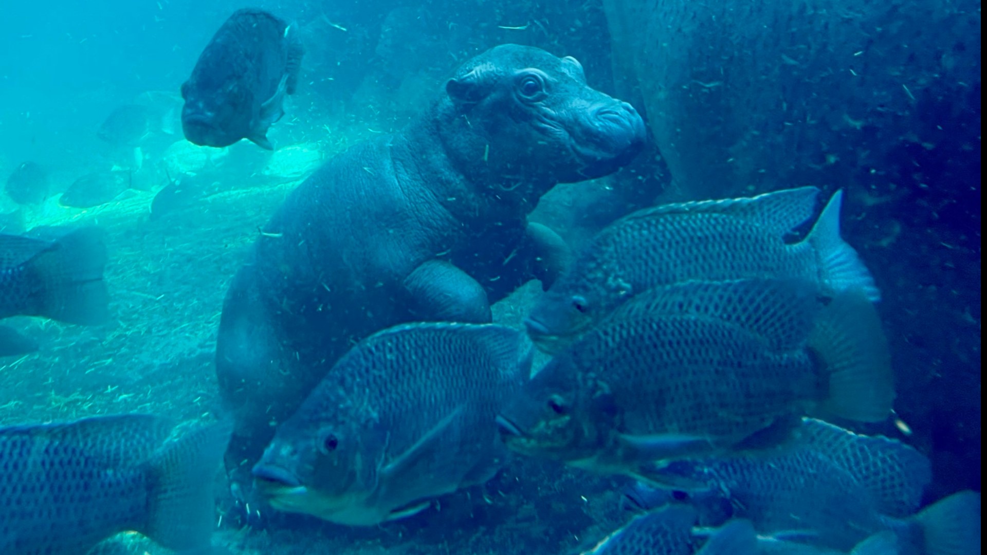 Two-week-old baby hippo Fritz and his mom Bibi explored the outdoor habitat at Cincinnati Zoo & Botanical Garden’s Hippo Cove for the first time.