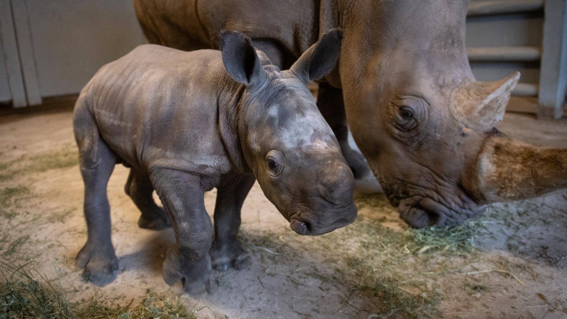 Third White Rhino Calf Born In December At The Wilds 