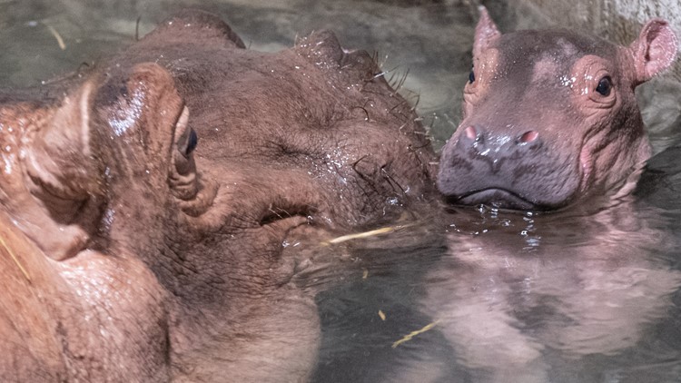 Hello Fritz: Cincinnati zoo announces name for baby hippo
