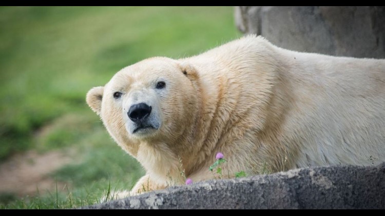 columbus zoo polar bear