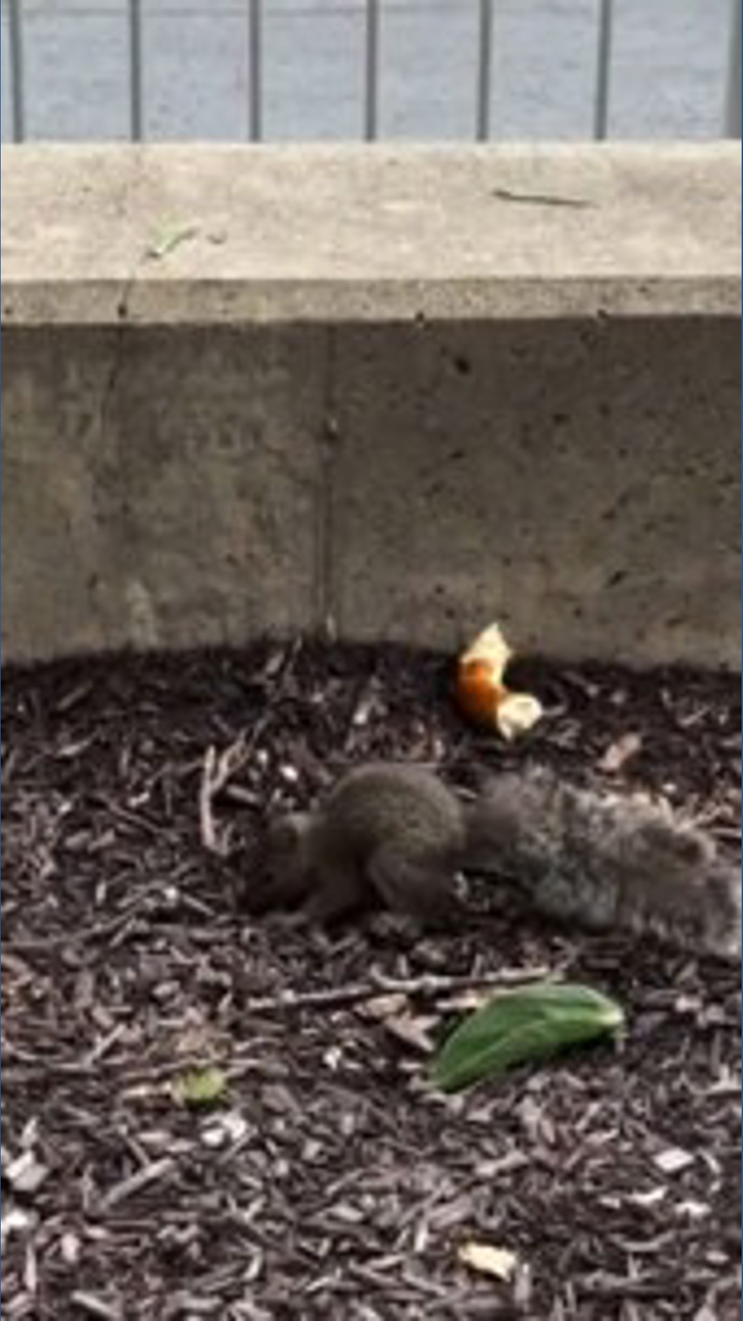 10 Oh 059 Central Ohio police rescue squirrel at Ohio State football game | 10tv.com