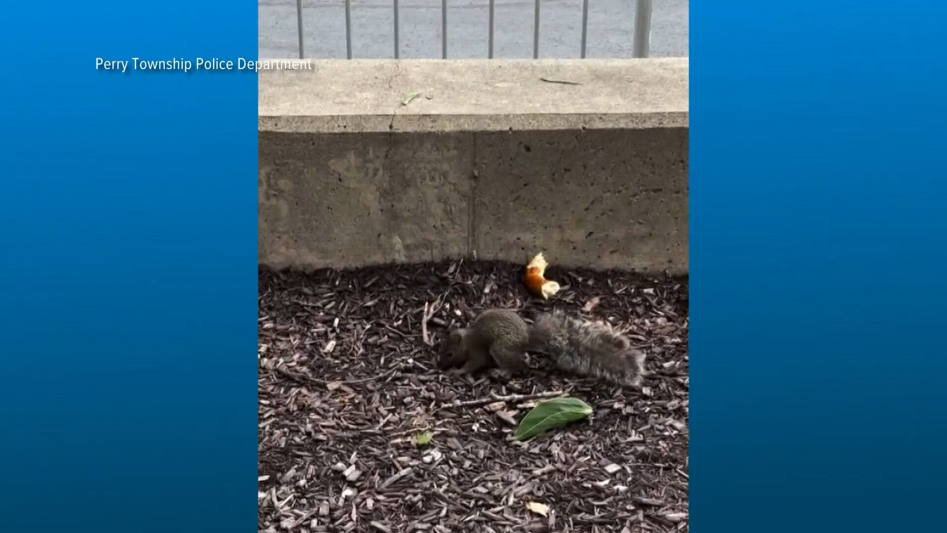 10 Oh 059 Central Ohio police rescue squirrel at Ohio State football game | 10tv.com