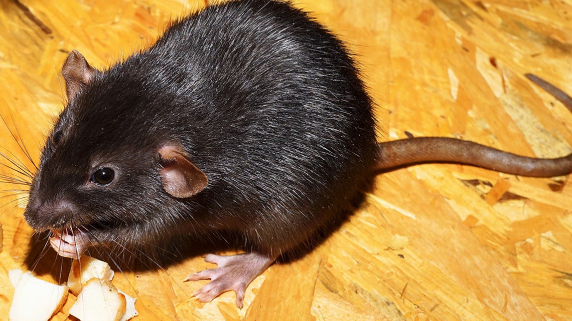 Man diagnosed with world's first human case of rat disease | 10tv.com
