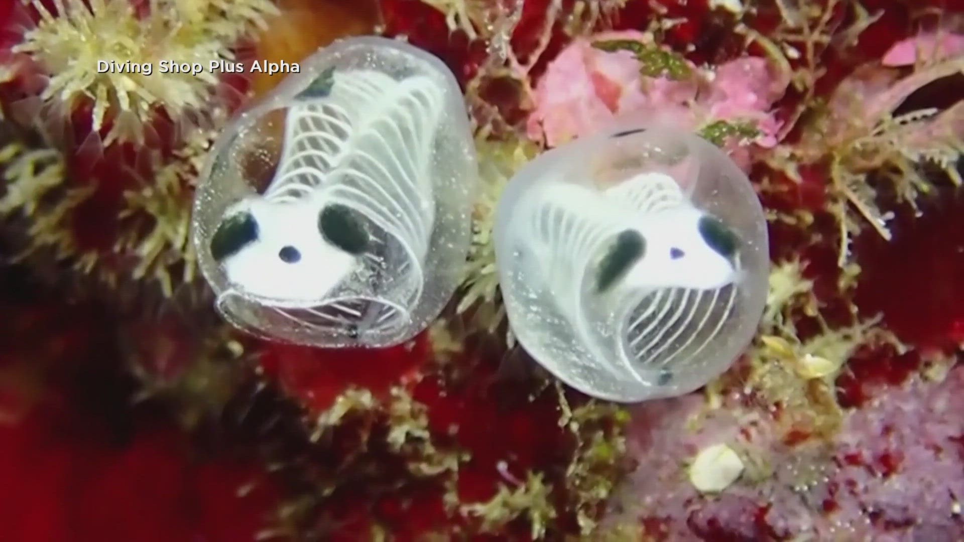 New fish species discovered in Japan | 10tv.com