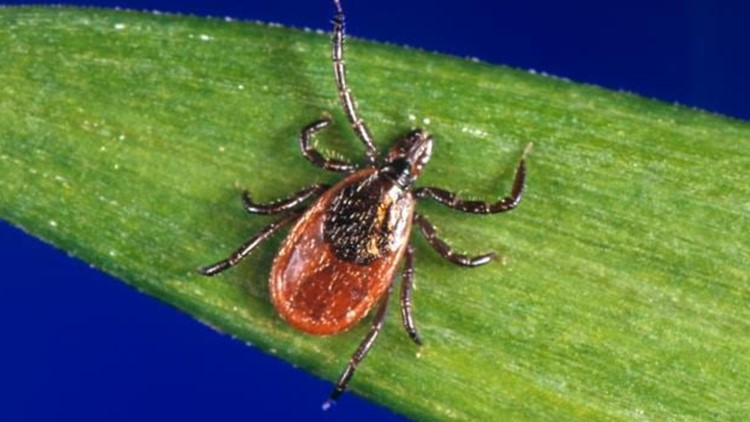 Ticks and mosquitos are invading central Ohio