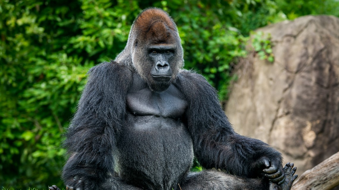 Pittsburgh Zoo mourns loss of beloved gorilla