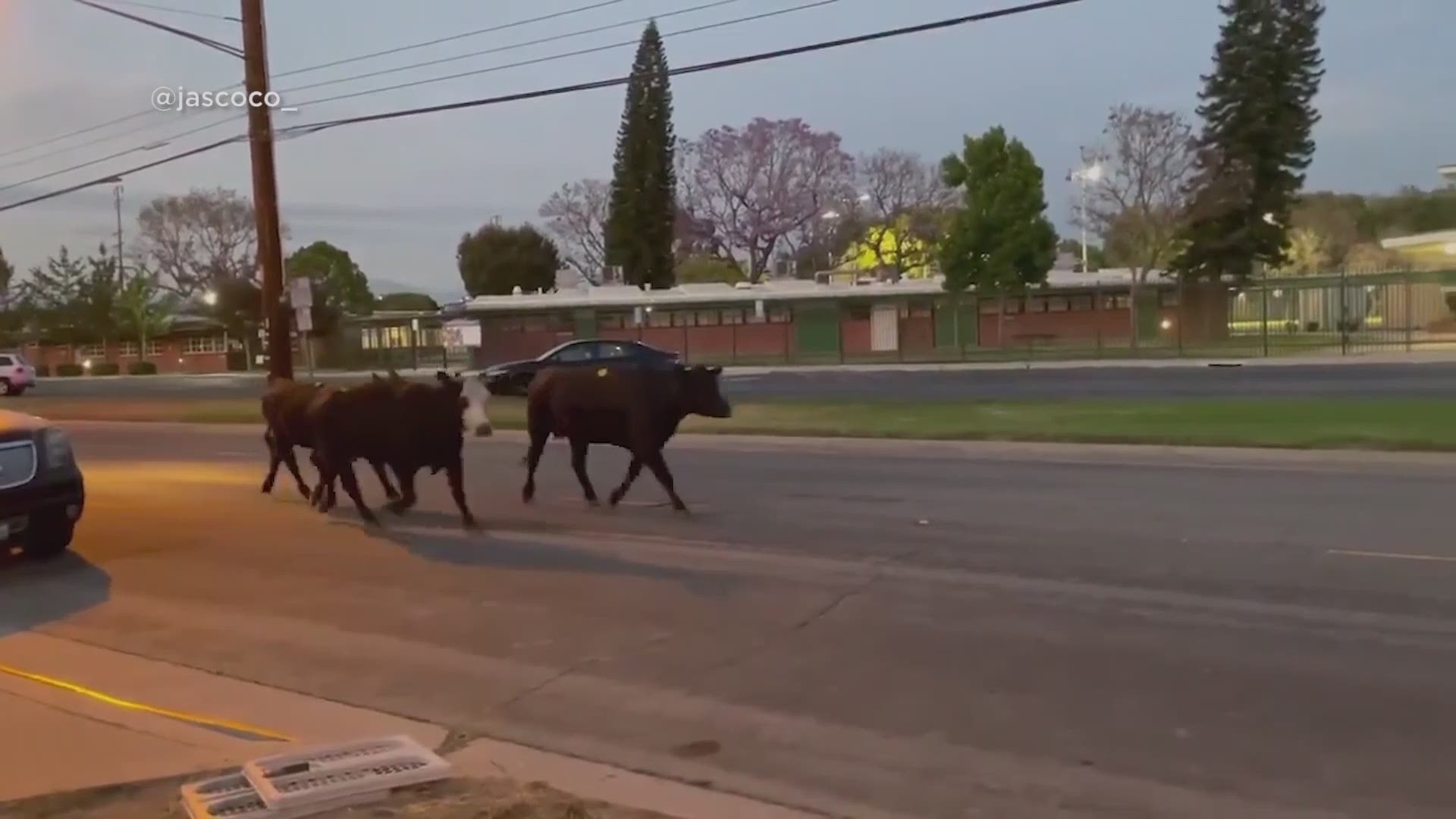 Forty cows escaped a slaughterhouse and ended up in a Los Angeles suburb where one was killed after charging a family.