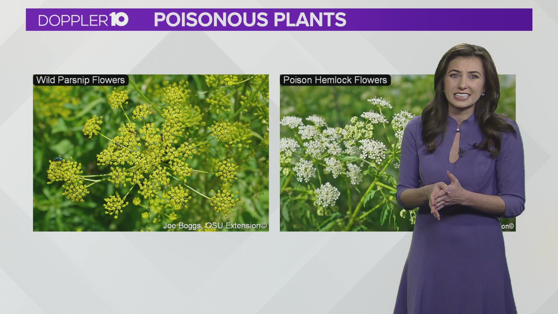 There's a warning about poisonous plants that are starting to pop up closer to homes in Ohio.