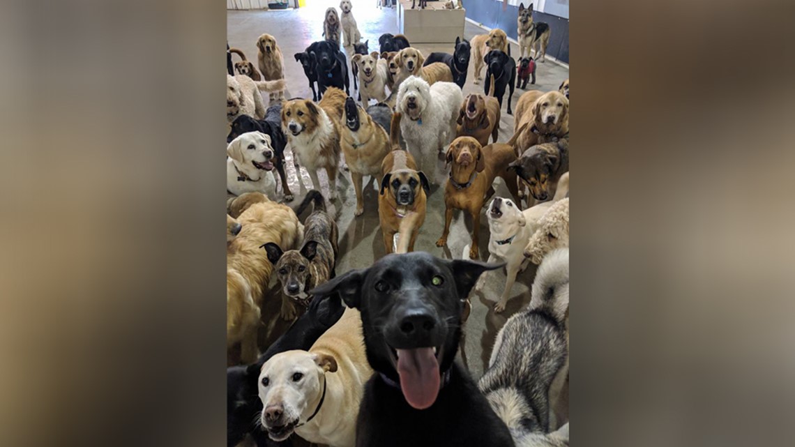 Pack of dogs at Ohio doggie day care pose for world's greatest selfie