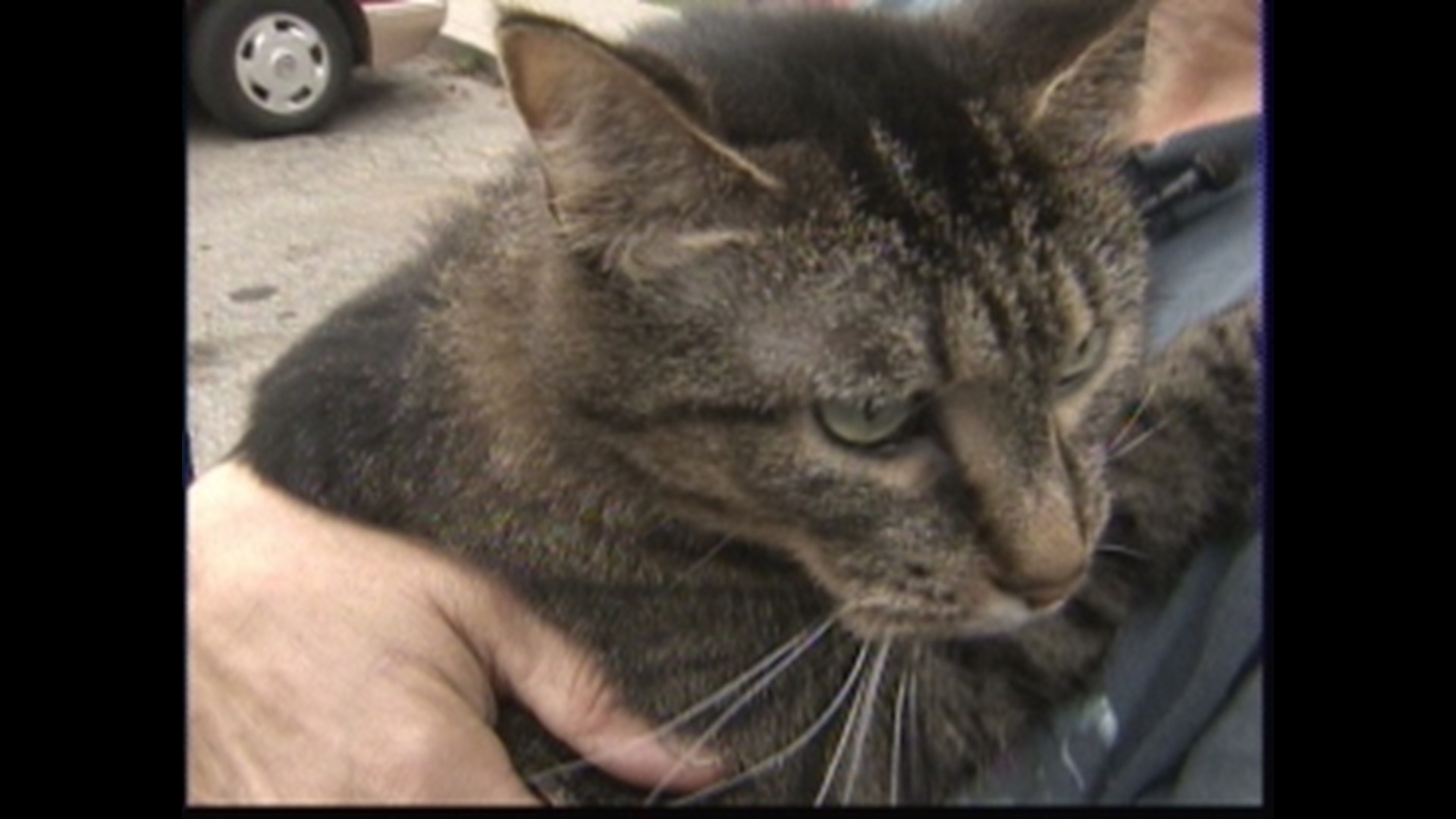 Dozens Of Cats Euthanized As Shelter Battles Distemper Outbreak