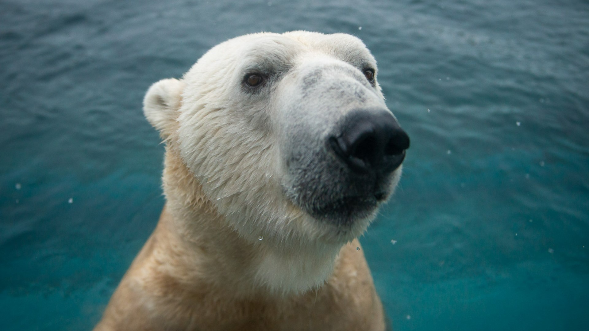 Columbus Zoo welcomes back Lee the polar bear