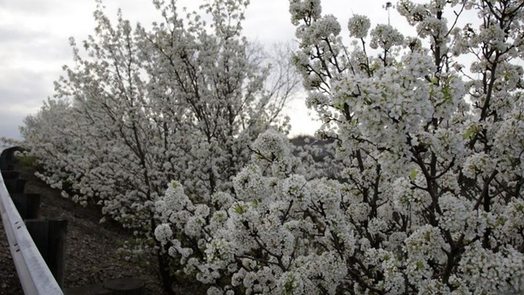 Ohio officially prohibits planting, selling of invasive Callery pear