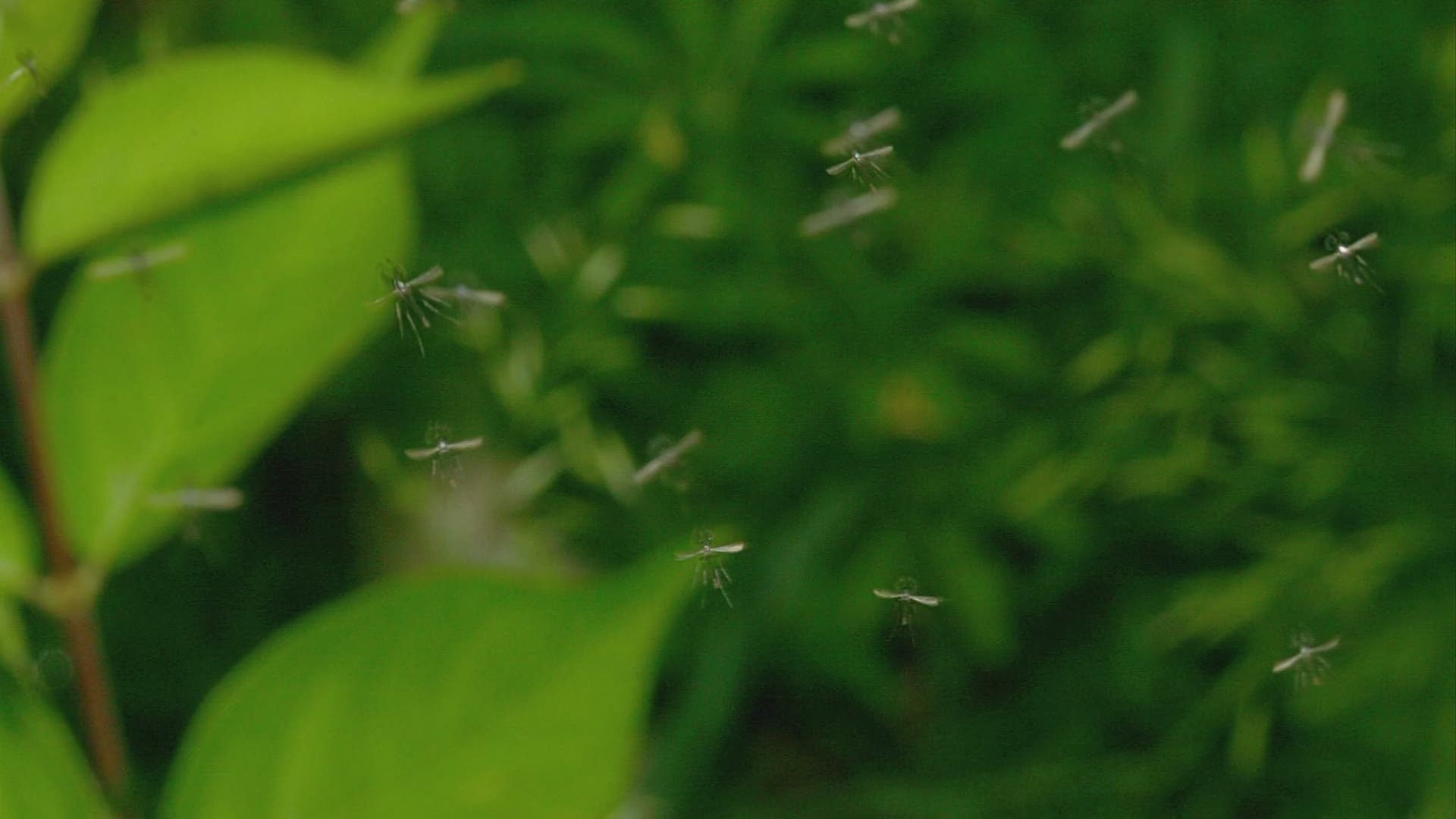 Swarms of midges appearing across central Ohio
