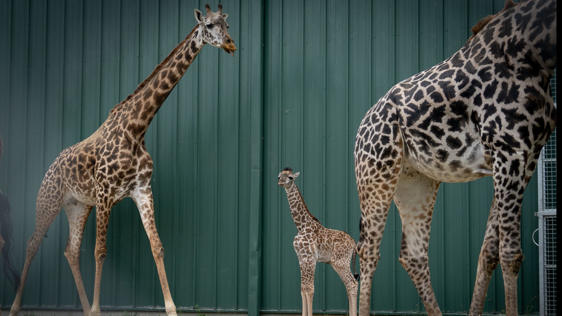 The Columbus Zoo and Aquarium are keeping the giraffe calf and his mom, Zuri, behind closed doors while they bond.