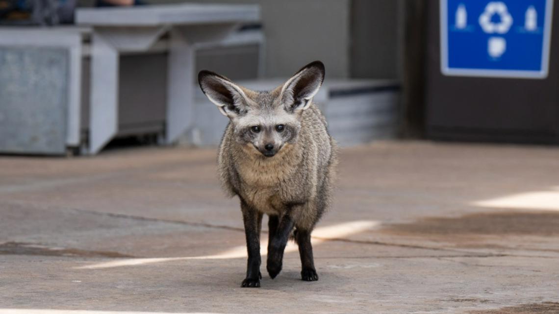 Columbus Zoo’s bat-eared fox, Bruce, passes away | 10tv.com