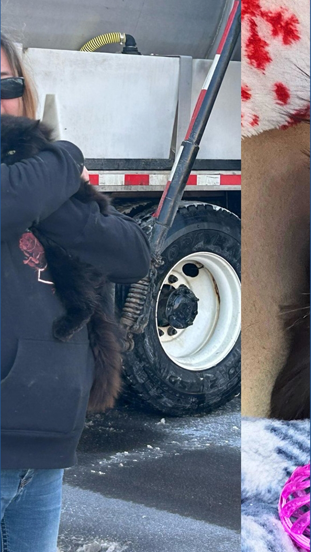 ODOT plow driver saves 7-month-old kitten from snowdrift