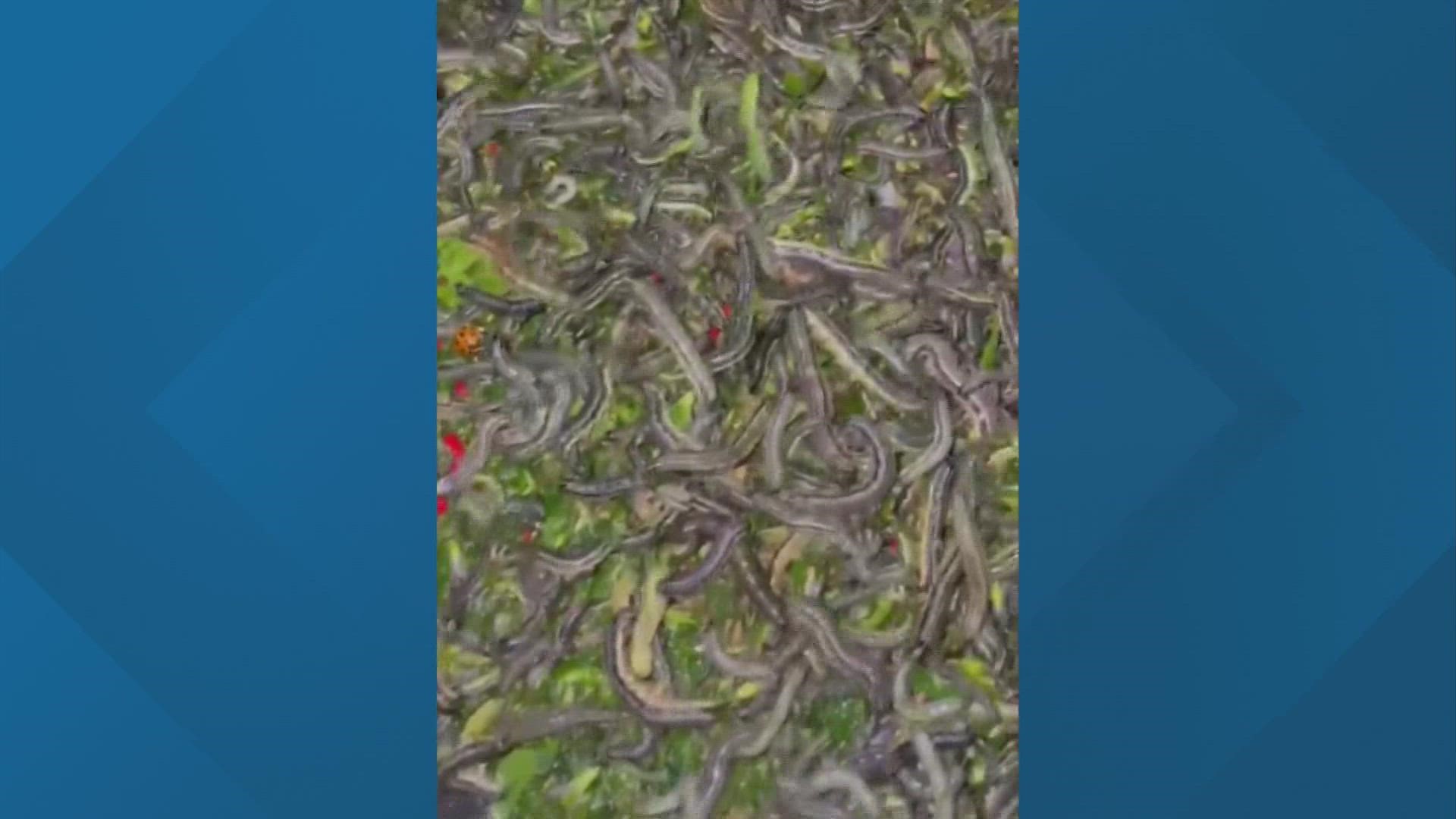 Experts are worried we are about to see a third generation of armyworms and it is becoming harder to fend them off.