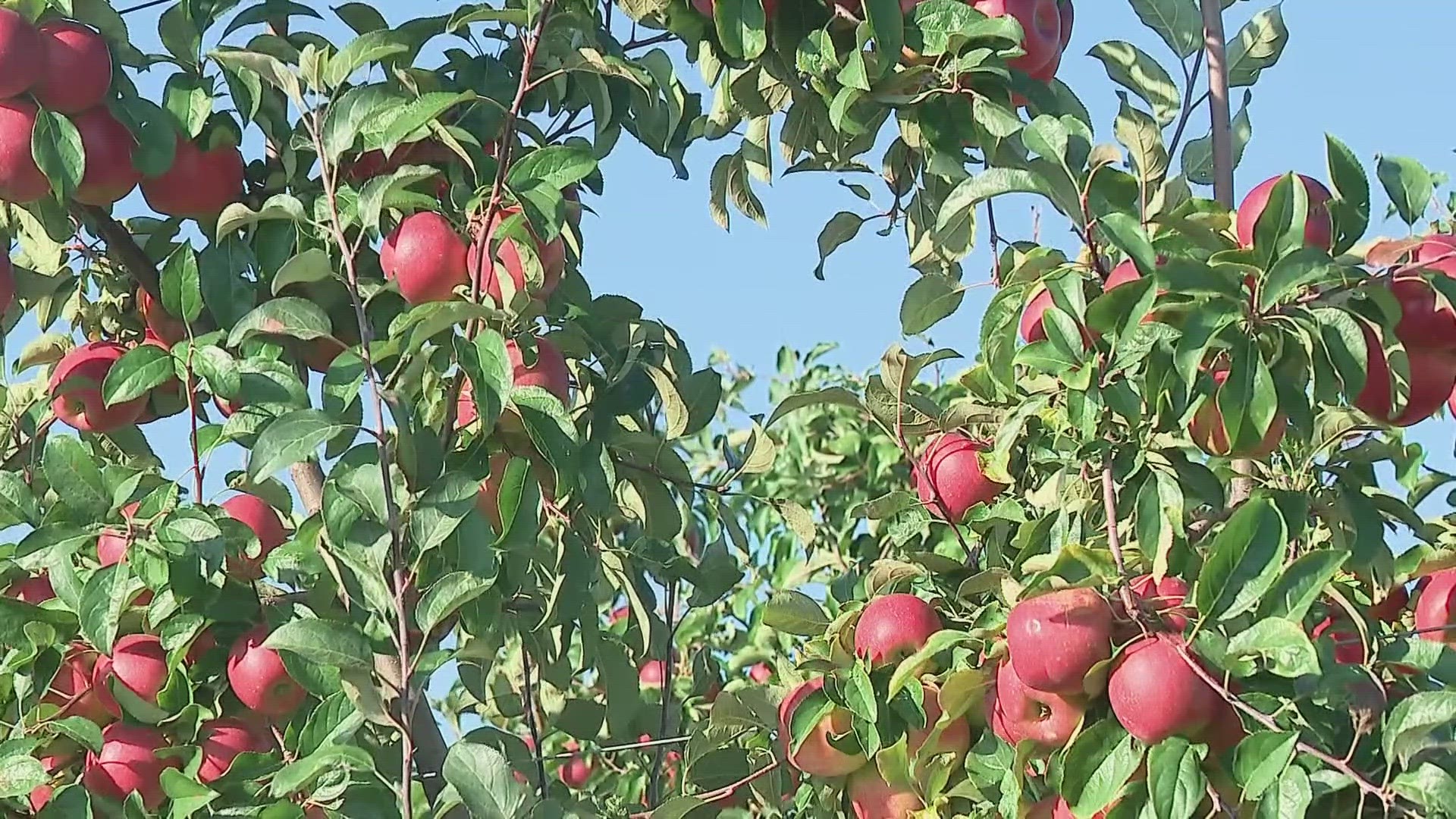 Farmers at Lynd Fruit Farm said the crop is good this year, despite having to combat a few issues with spring hail and summer Air Quality Alerts.