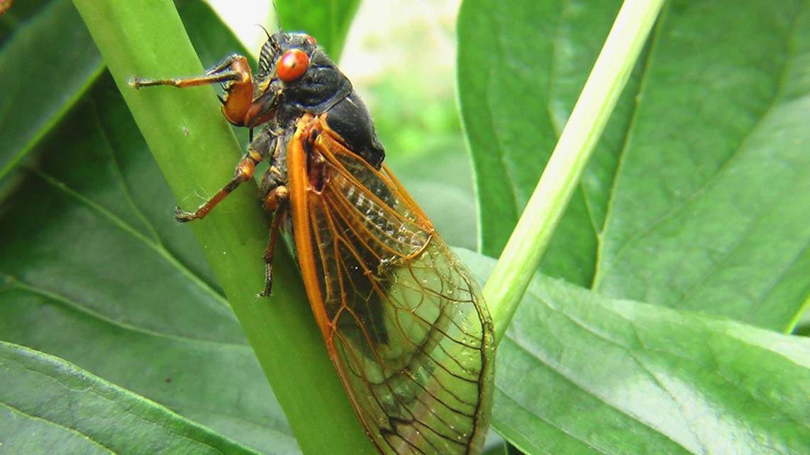 After 17 years underground, cicadas will return to swarm parts of the ...