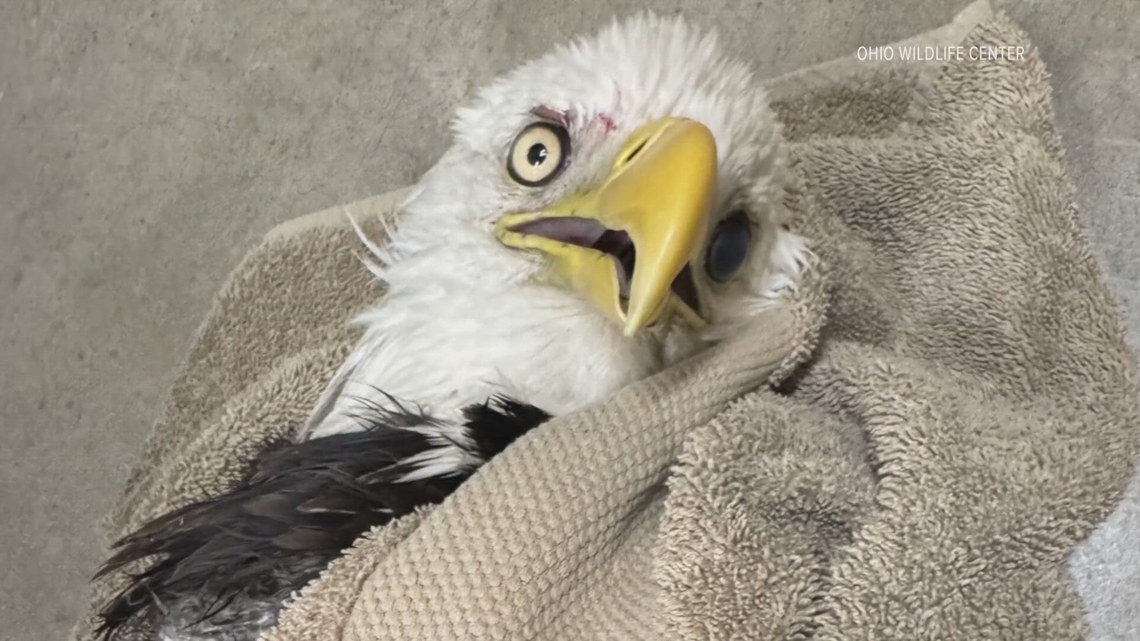 Bald eagle released after being treated for lead poisoning