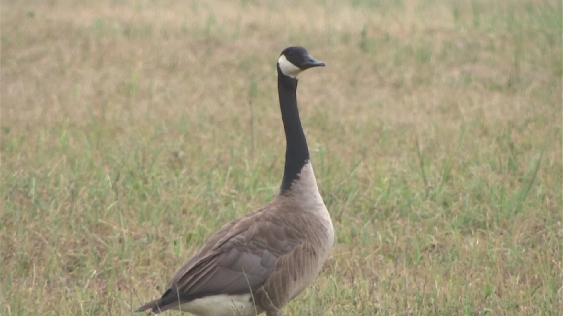 Did you know you could be fined up to $250 and spend 30 days in jail for intentionally running over a goose?