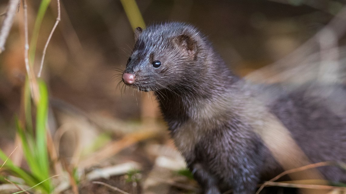 Up to 40,000 mink released from northwest Ohio farm