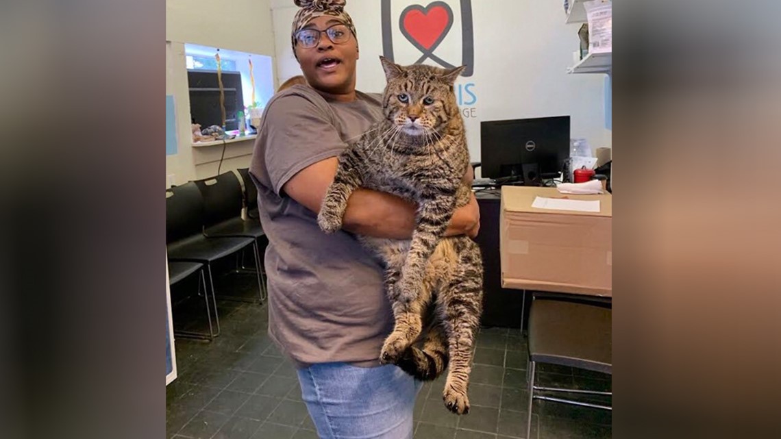 The giant 26-pound cat from a Philadelphia animal shelter has found a home The giant 26-pound cat from a Philadelphia animal shelter has found a home