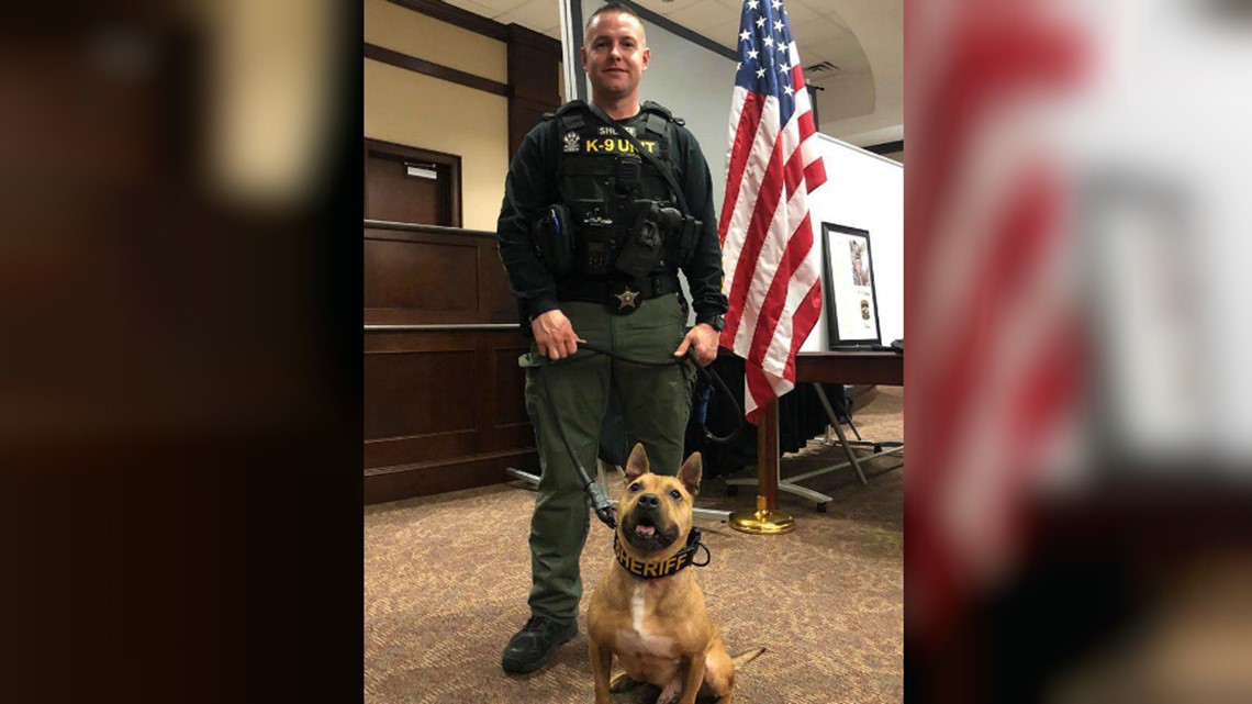 Pit bull rescued from dogfighting ring becomes K9 officer